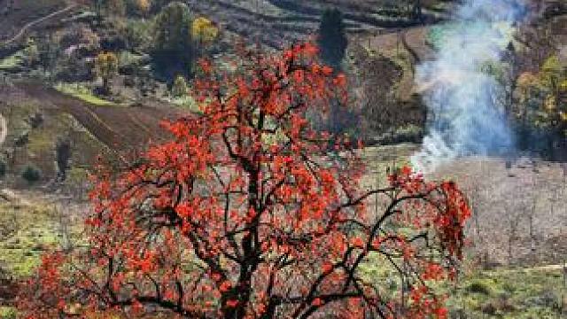 冬天柿子越来越红，乡村变化越来越好，在建的黑曾公路与麻柳老柿树擦肩而过。