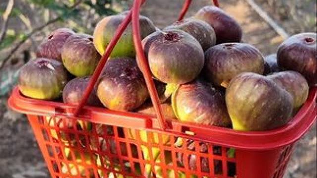 天兴洲采摘，无花果自由咯