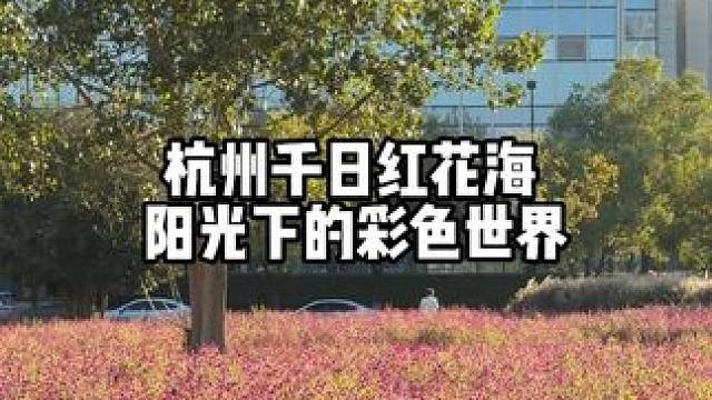杭州萧山无人花海，三色千日红组成彩色世界，位置在平澜路和海清路路口，地铁6号线坐到丰北地铁站走过去十