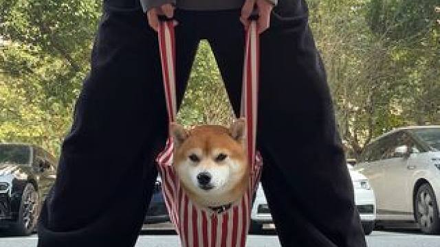 附近没有狗狗公园玩秋千 你将就一下吧