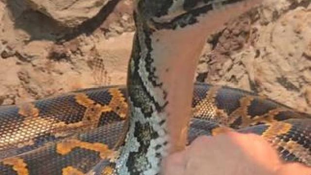 塑料玩具而已不必大惊小怪