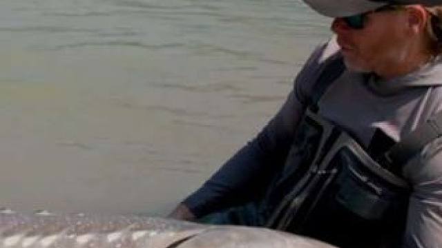 户外钓鱼收获一条巨大的北美白鲟