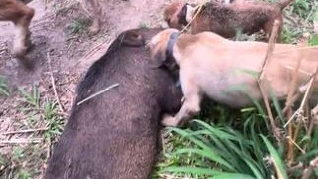 小伙带领猎狗捕捉泛滥的野猪