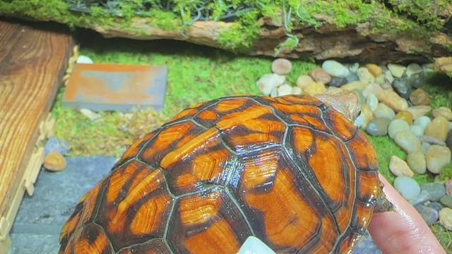 东部箱龟