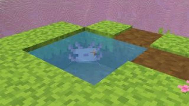 我的世界：是可爱的美西螈！