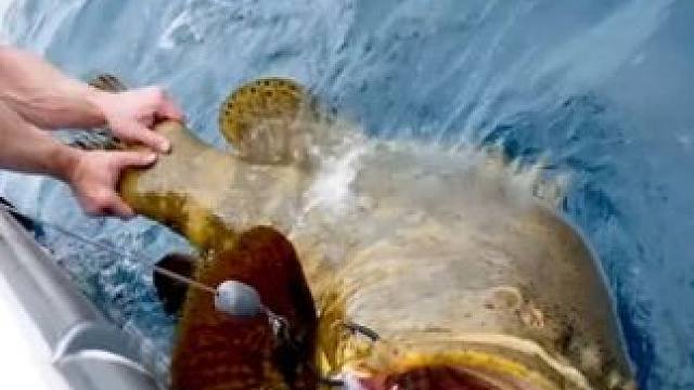 国外300磅重的肌肉大力士，被海中巨型的鱼给征服了。