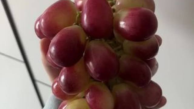 脆甜脆甜的口感，没有籽！一口一个根本停 不下来