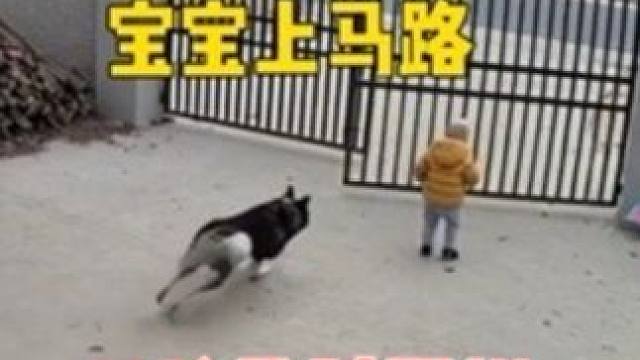 2岁宝宝往马路上跑，危急时刻，神犬二哈出手避免了一场悲剧