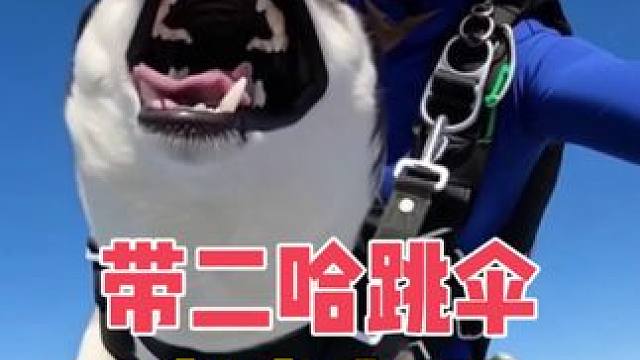 带二哈跳伞，傻狗全程惨叫连连鬼哭狼嚎，魂儿都吓没了
