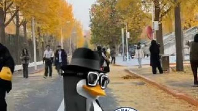 顶流来北师大赏秋了