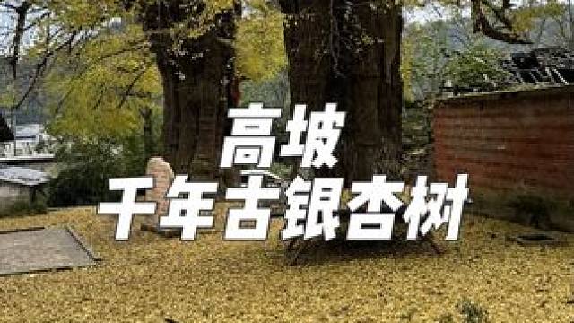 高坡小长寨千年古银杏树