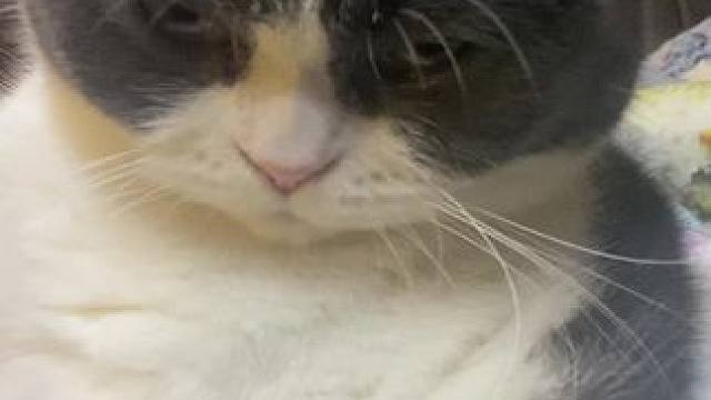 潇洒猫配硬曲 铁锤几年前的视频，终于找到合适的曲子了 #