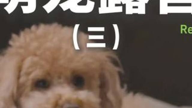 萌宠露营（三）