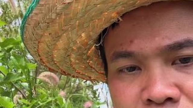 边摘边吃甜甜的小桑葚