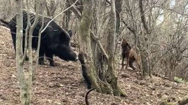 猎狗与大野猪对峙