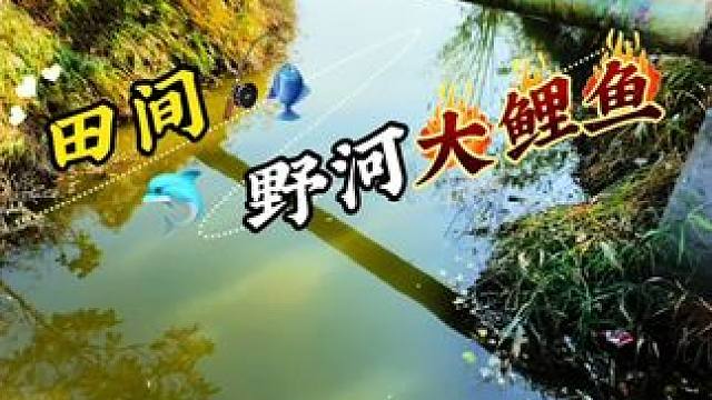 田间野河大鲤鱼