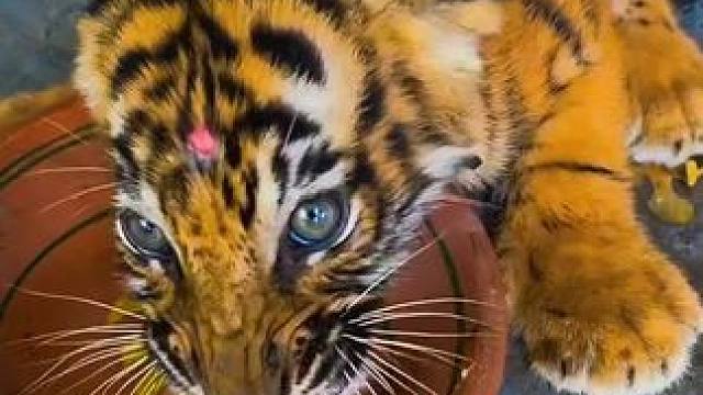 如果你想欺负老虎的话那只有等他小时候了