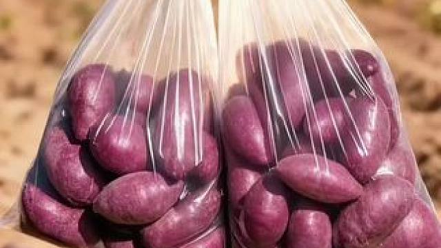 家人们赶紧来抢这款新鲜沙地紫薯，现挖当季鲜紫薯，番薯粉糯紫地瓜蜜薯