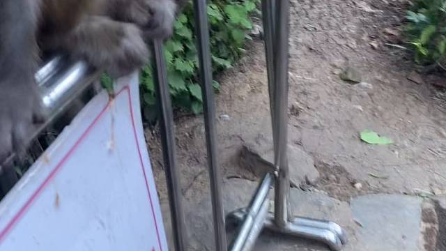 给虎牙的兄弟们介绍一下我们贵州的猴儿