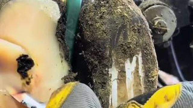 解压效果拉满的牛蹄，厚厚的角质刮起来就是舒适