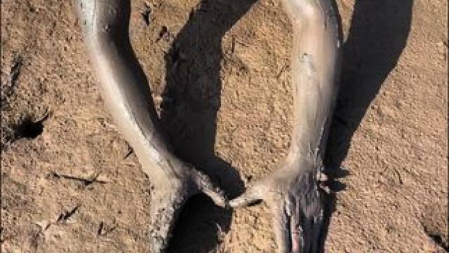 比拳头都大鳝鱼洞你们见过吗？鳝鱼打了四五个洞，最后还是抓到它了！！