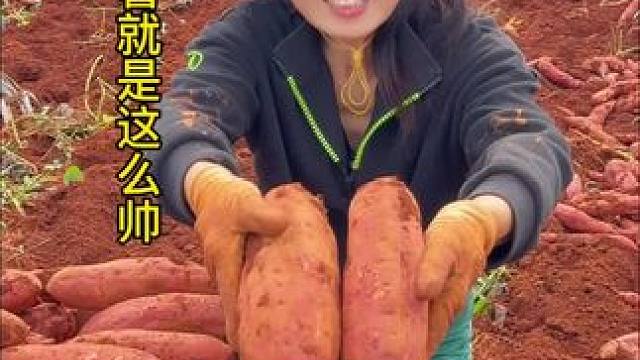云南省高原蜜薯就是这么帅