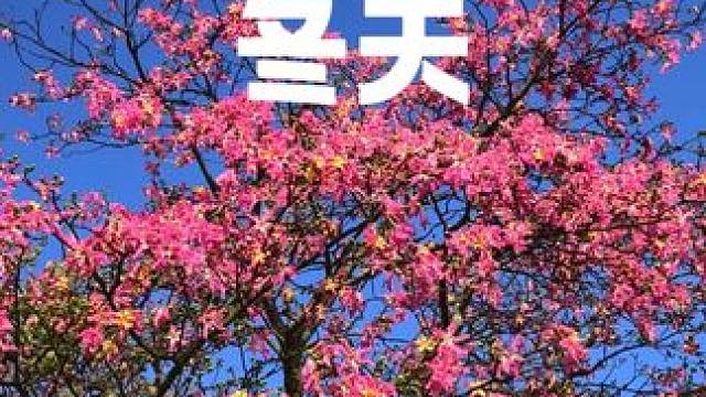 粉红色的冬天 异木棉、千日红都是南方冬日里的风景线