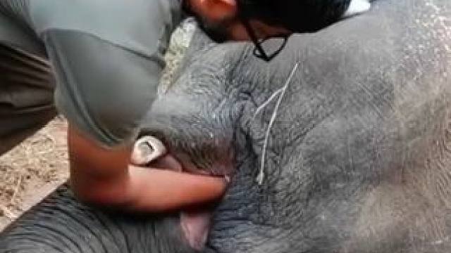 大象真的死了吗？