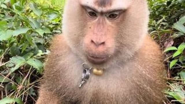 泰国打工猴上班摘椰子