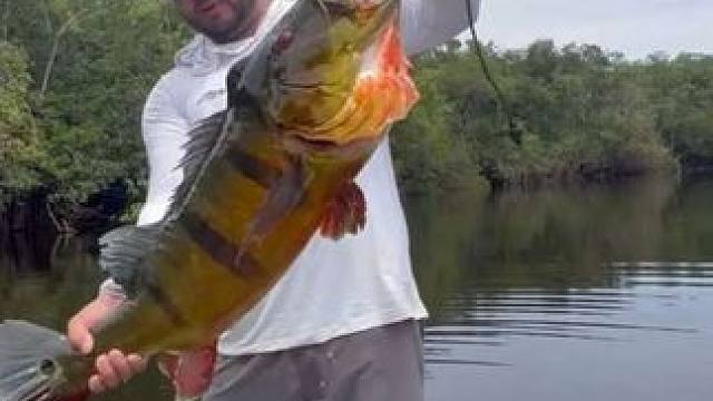 老哥钓到了一条味道鲜美的孔雀鲈