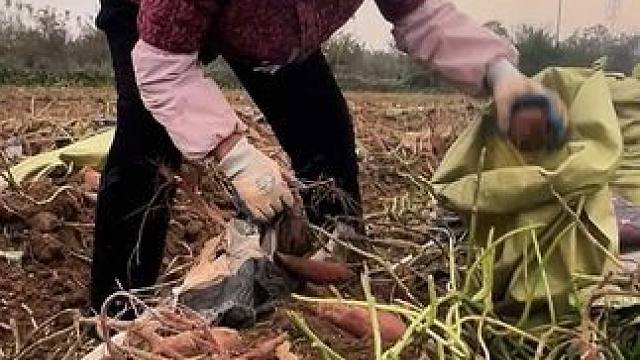 我家两百亩红薯现已颗粒归仓，品种有：紫薯、烟薯、西瓜红、济薯26、需要红薯的客商请联系187 398