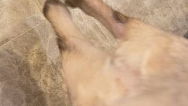 平时不让小狗上沙发 他就把半个身子放沙发上 某天突然看见它腾空的腿一直扑腾感觉好可爱，原来是在试探趁