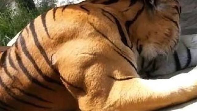 虎背熊腰就是这么来的吧？