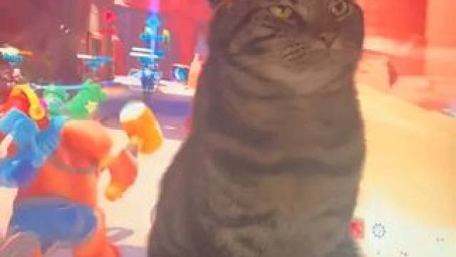 Bimbus 喜欢坐在屏幕前帮我玩游戏……