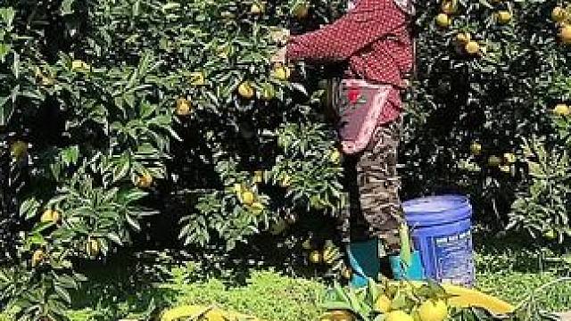 山卡卡里的农村大姐一部手机直播30天变现2000新人首播一个小工具直接拿去用轻松开播