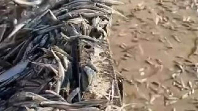 来自大自然的馈赠