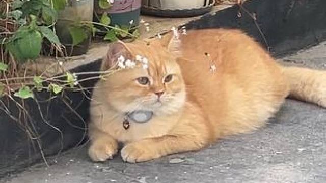 哦元宝 哦可爱可爱可爱可爱