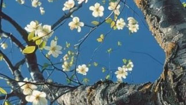 如果你也喜欢抬头看树 “树是另一种海” “光会从叶隙间滴落”