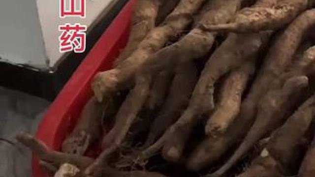 巨大的野生山药三百斤，想品尝的联系我