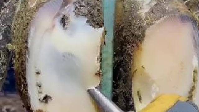 一只分成三层的牛蹄，内部情况居然这么复杂