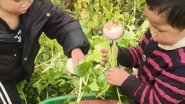 今天来地里找猪草。