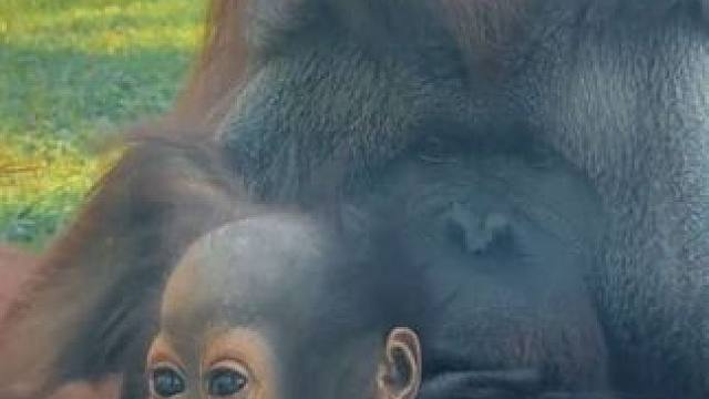 雄性红毛大猩猩带娃