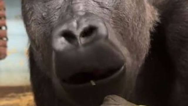 银背大猩猩吃西红柿和黄瓜