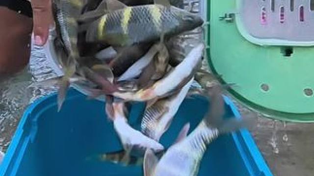 万一呢，几年后我们平江也能钓花腰哈。