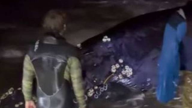 救援搁浅的座头鲸