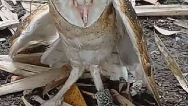 仓鸮捕食大壁虎