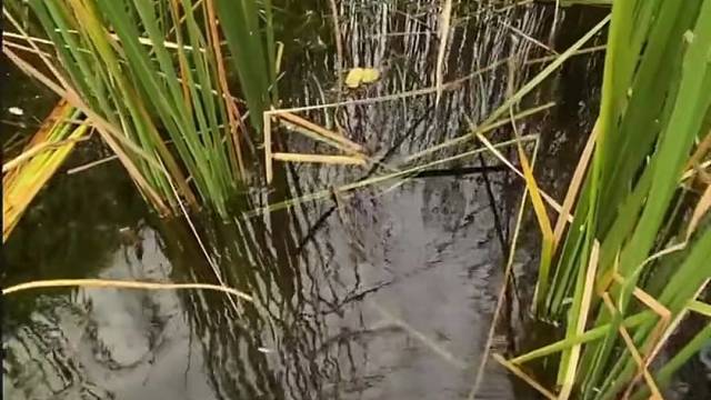 #户外捕鱼大队 #捕鱼河边随拍 #捕捞现场  #丝网捕鱼