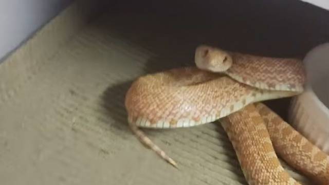 差点就给你吃了