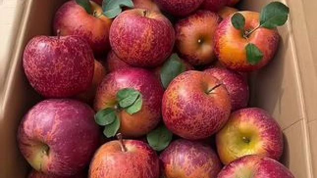 云南昭通丑苹果 看着丑吃着真甜！一口下去脆甜爽口，满满的溏心巨好吃！ #