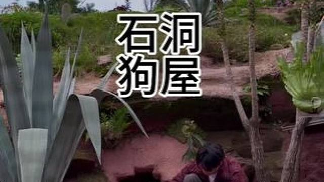 重生之我在崖壁给狗狗做了个冬暖夏凉的石洞狗屋，还见证两只狗的爱情结晶。 #